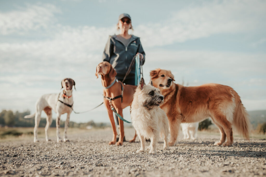 Petplayland dog walker services Langley, BC
